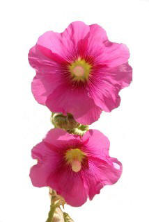 Wild Flowers from Lebanon (Khatmiyyeh)