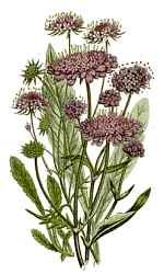 Picture of a Wild Flower