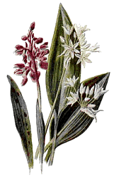 Picture of a Wild Flower