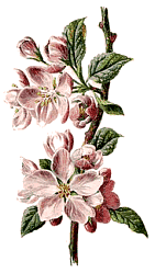 Picture of a Wild Flower