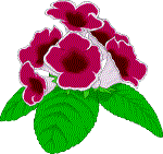 Flower Photo