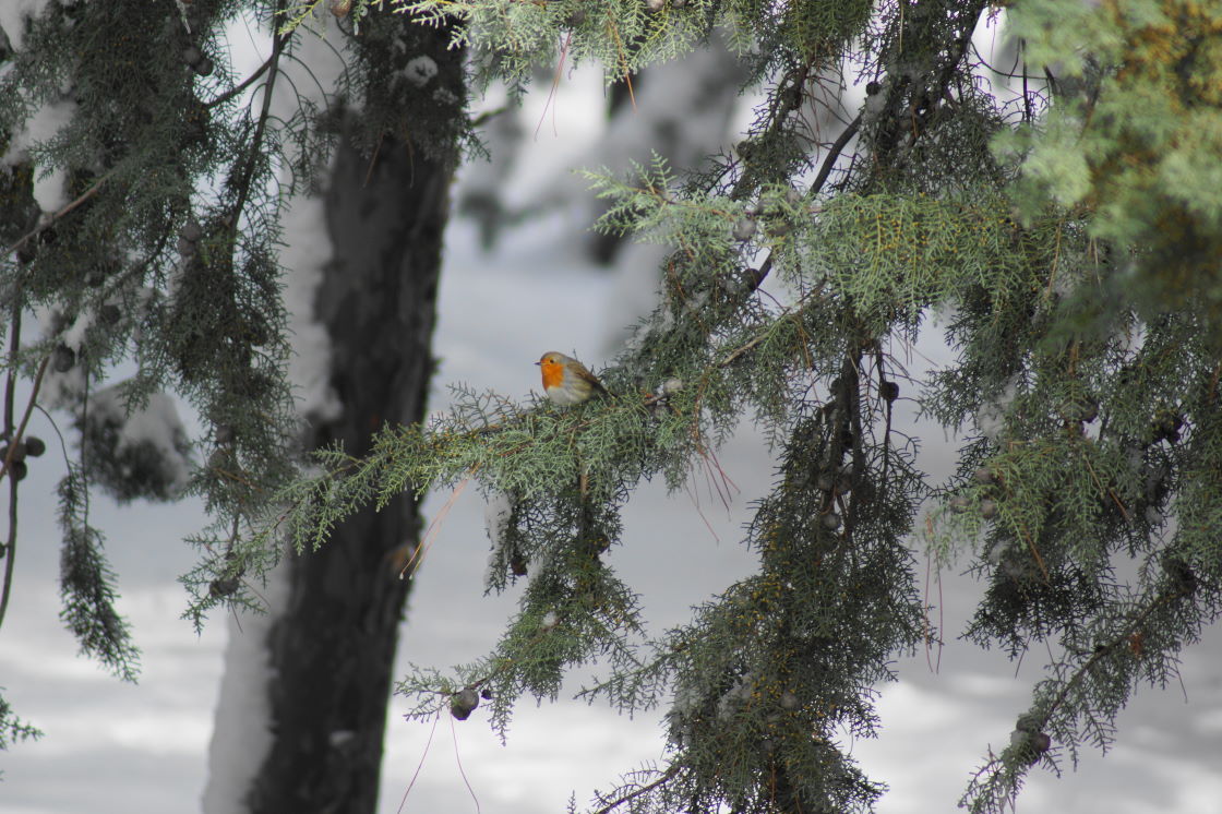 Robin in Schneller