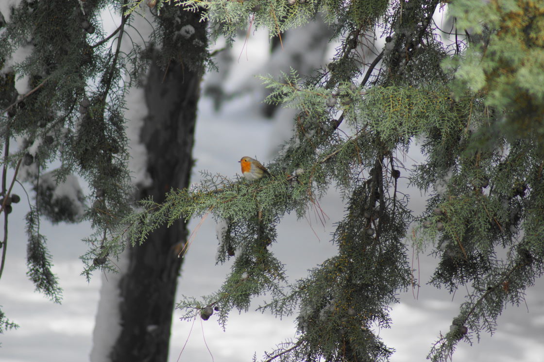 Robin in Schneller 