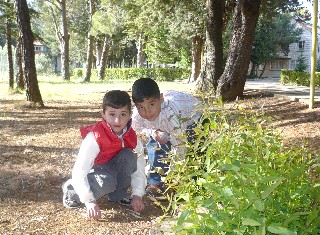 children looking for delicious pine seeds 