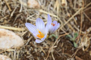 Wild Flower from Lebanon